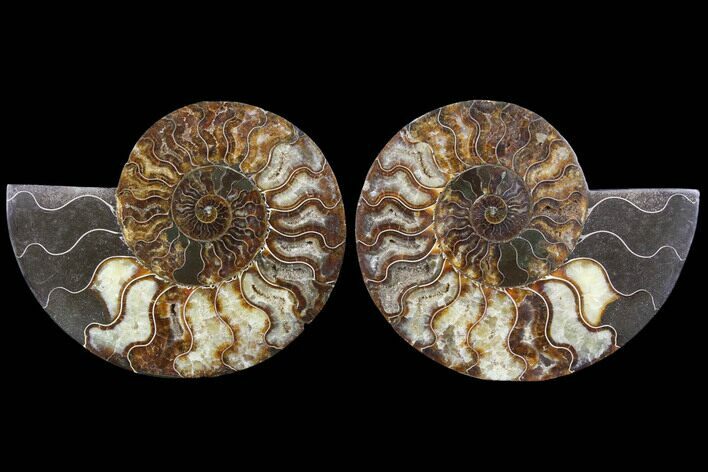 Cut & Polished Ammonite Fossil - Agatized #91184